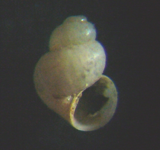 Liostomia mamoi